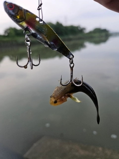 ハゼの釣果