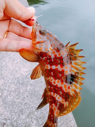 キジハタの釣果