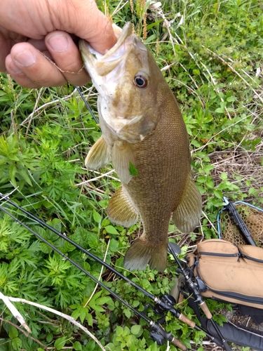 スモールマウスバスの釣果