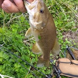 スモールマウスバス