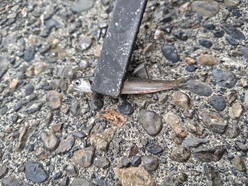 カタクチイワシの釣果