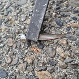 カタクチイワシ