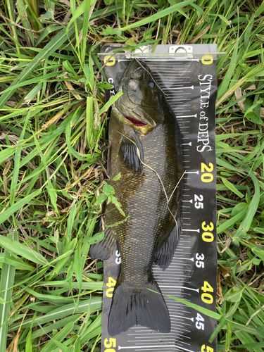 スモールマウスバスの釣果