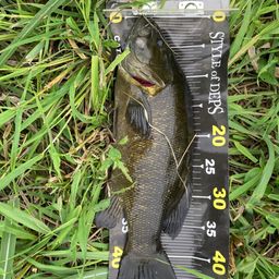 スモールマウスバス