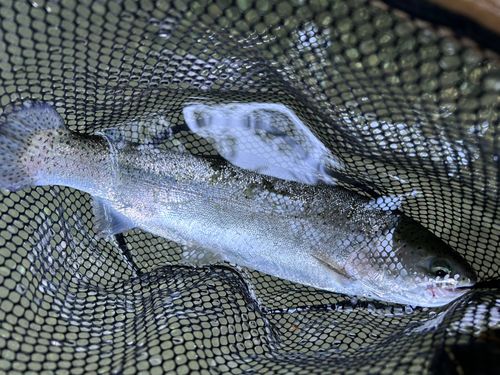 ニジマスの釣果