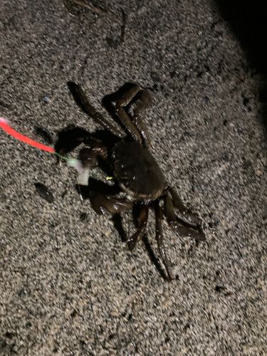 カニの釣果