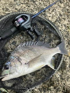 キビレの釣果