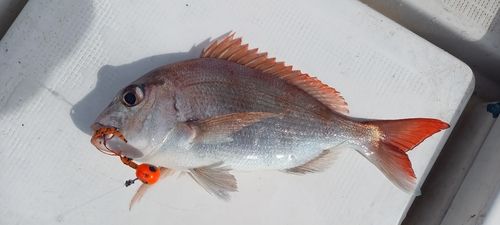 釣果