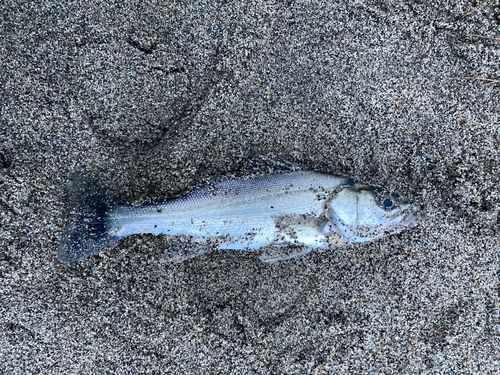 セイゴ（ヒラスズキ）の釣果