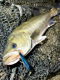 フッコ（マルスズキ）の釣果