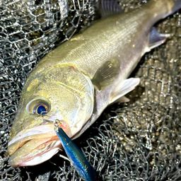 フッコ（マルスズキ）