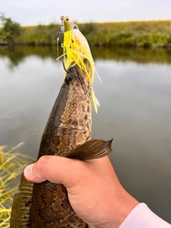 ライギョの釣果