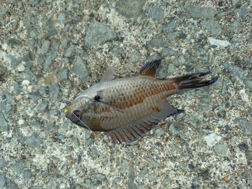 スズメダイの釣果