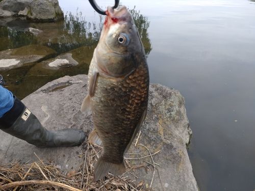 フナの釣果
