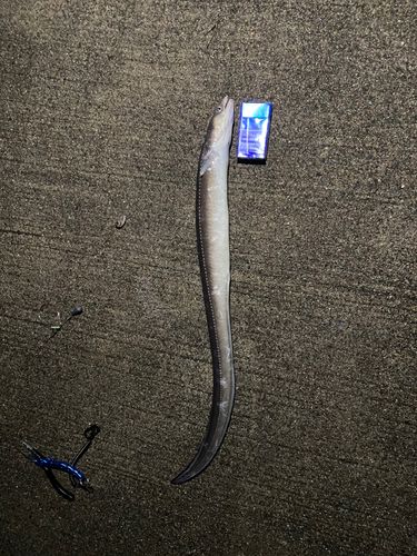 ハモの釣果