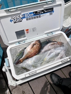 タイの釣果