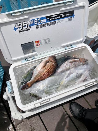 タイの釣果
