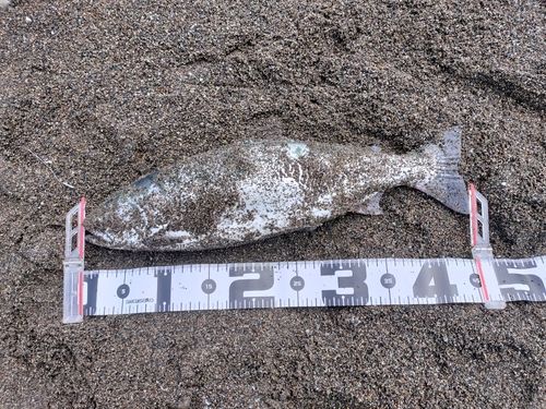 ウミサクラの釣果