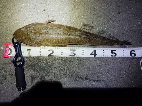 マゴチの釣果