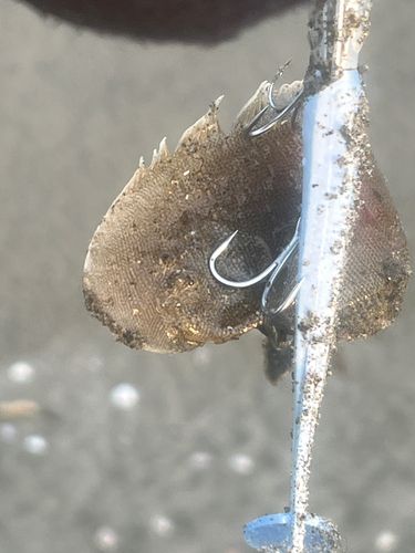 モクズガニの釣果