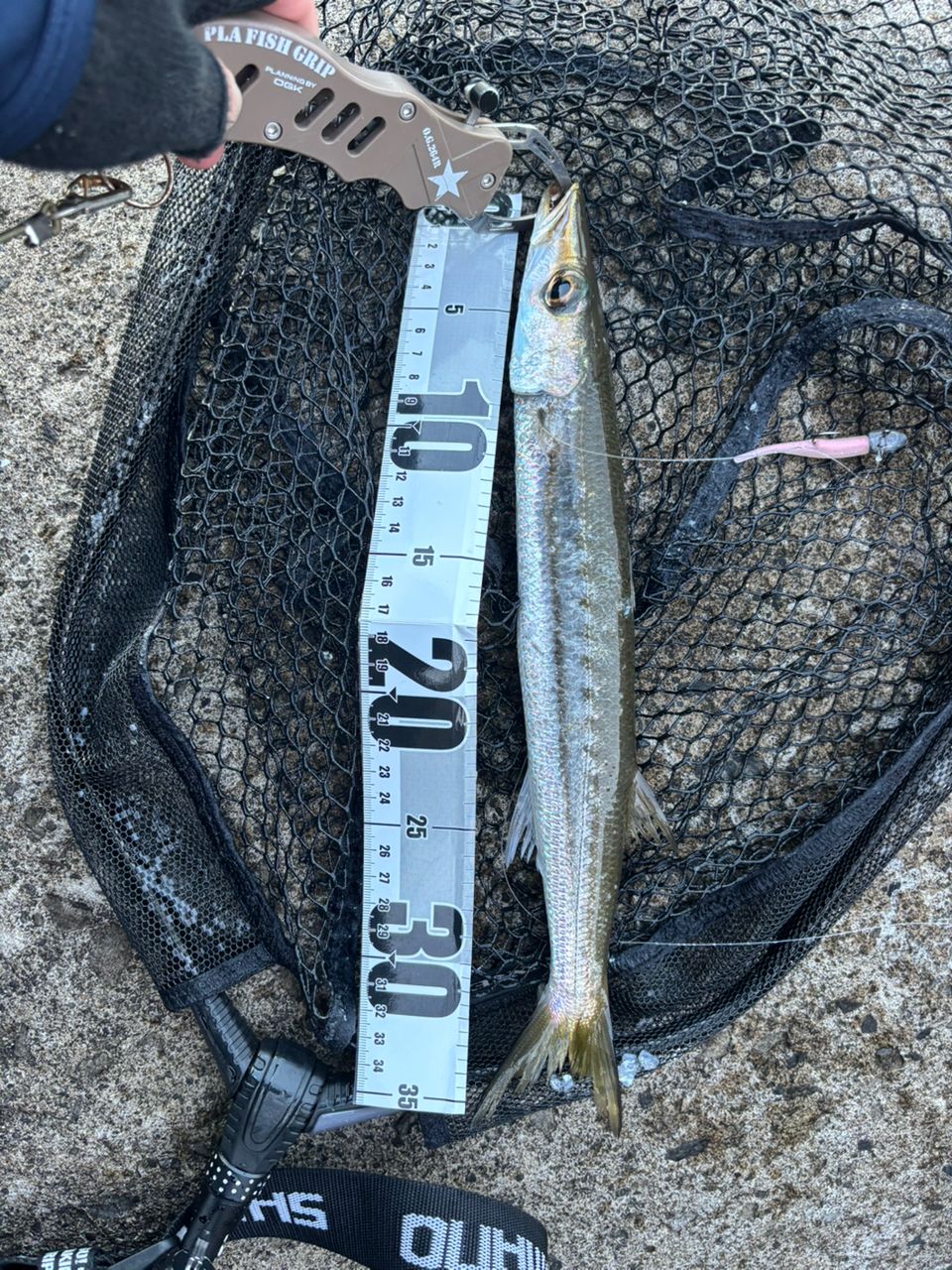 タイワンカマス