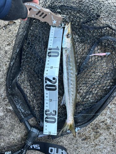 タイワンカマスの釣果