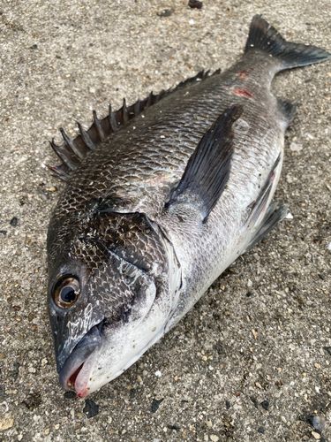 チヌの釣果