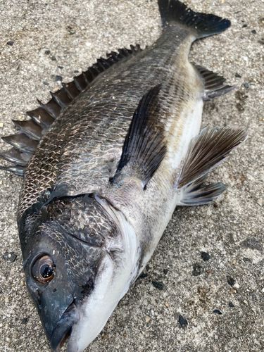 チヌの釣果