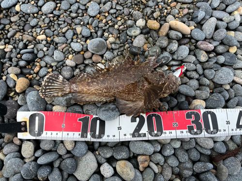 オニオコゼの釣果