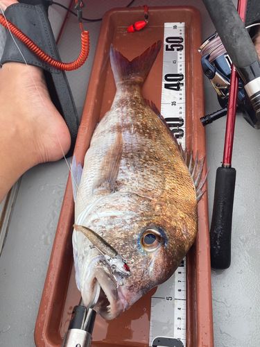 マダイの釣果