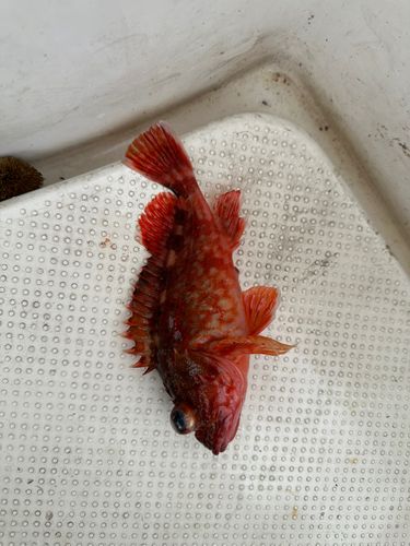 ガシラの釣果