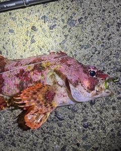 メバルの釣果