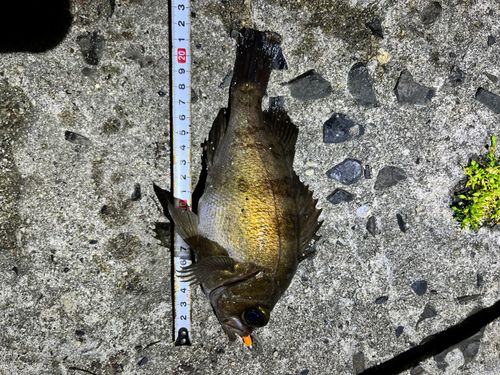 クロメバルの釣果