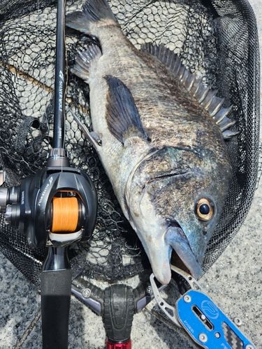 チヌの釣果