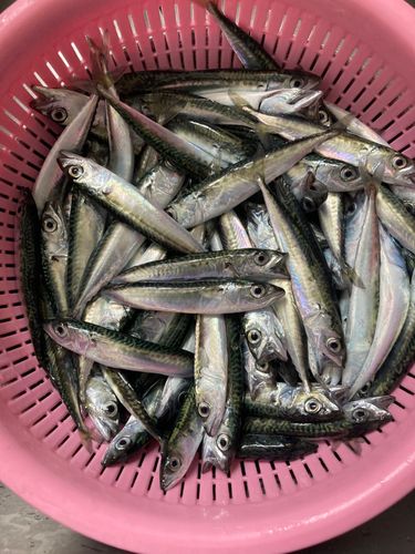 サバの釣果