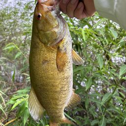 スモールマウスバス