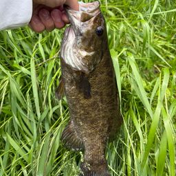 スモールマウスバス