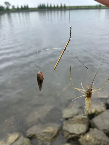 テナガエビの釣果