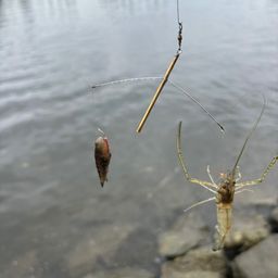 テナガエビ