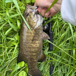 スモールマウスバス