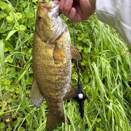 スモールマウスバス