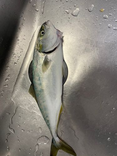 フクラギの釣果