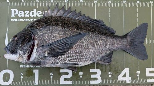 クロダイの釣果