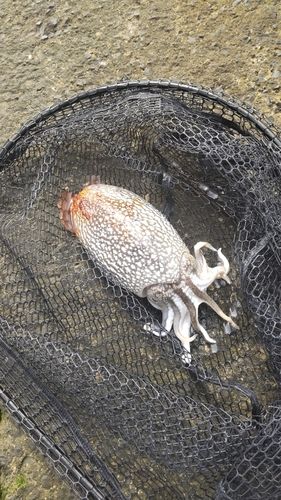 シリヤケイカ
