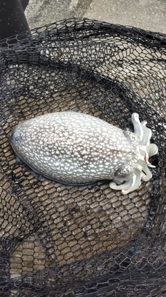 シリヤケイカの釣果