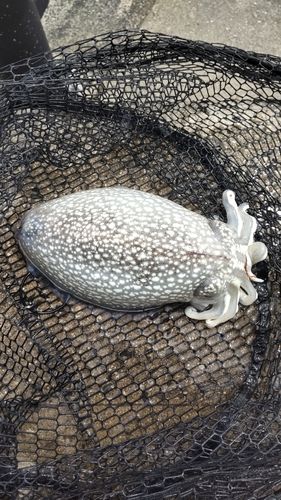 シリヤケイカの釣果