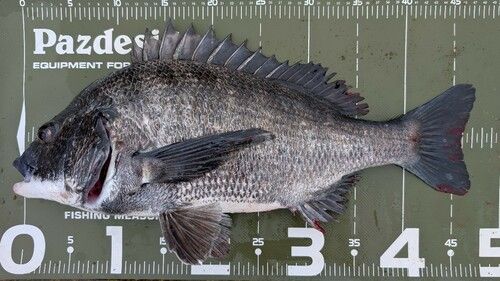 クロダイの釣果