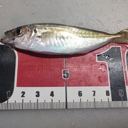 アジ