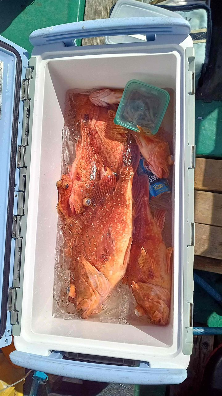 三重県紀北　おじゃる丸さんの釣果 2枚目の画像