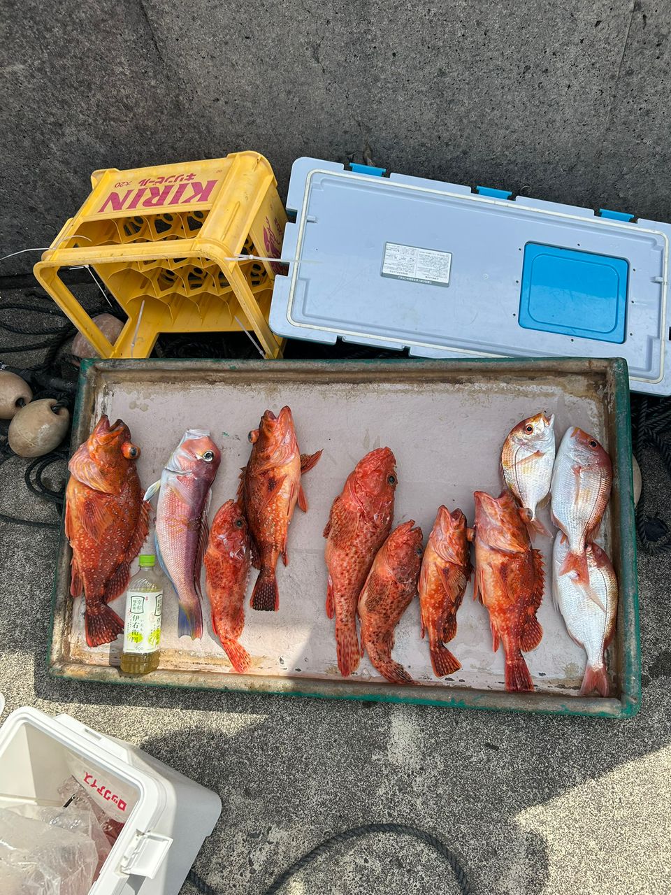 三重県紀北　おじゃる丸さんの釣果 3枚目の画像